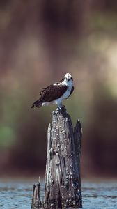 Preview wallpaper osprey, bird, predator, hawk