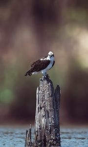 Preview wallpaper osprey, bird, predator, hawk