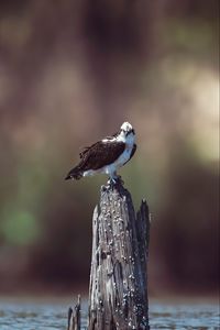 Preview wallpaper osprey, bird, predator, hawk
