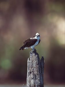 Preview wallpaper osprey, bird, predator, hawk