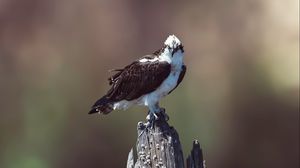Preview wallpaper osprey, bird, predator, hawk