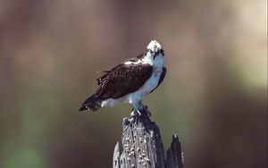 Preview wallpaper osprey, bird, predator, hawk