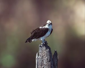 Preview wallpaper osprey, bird, predator, hawk