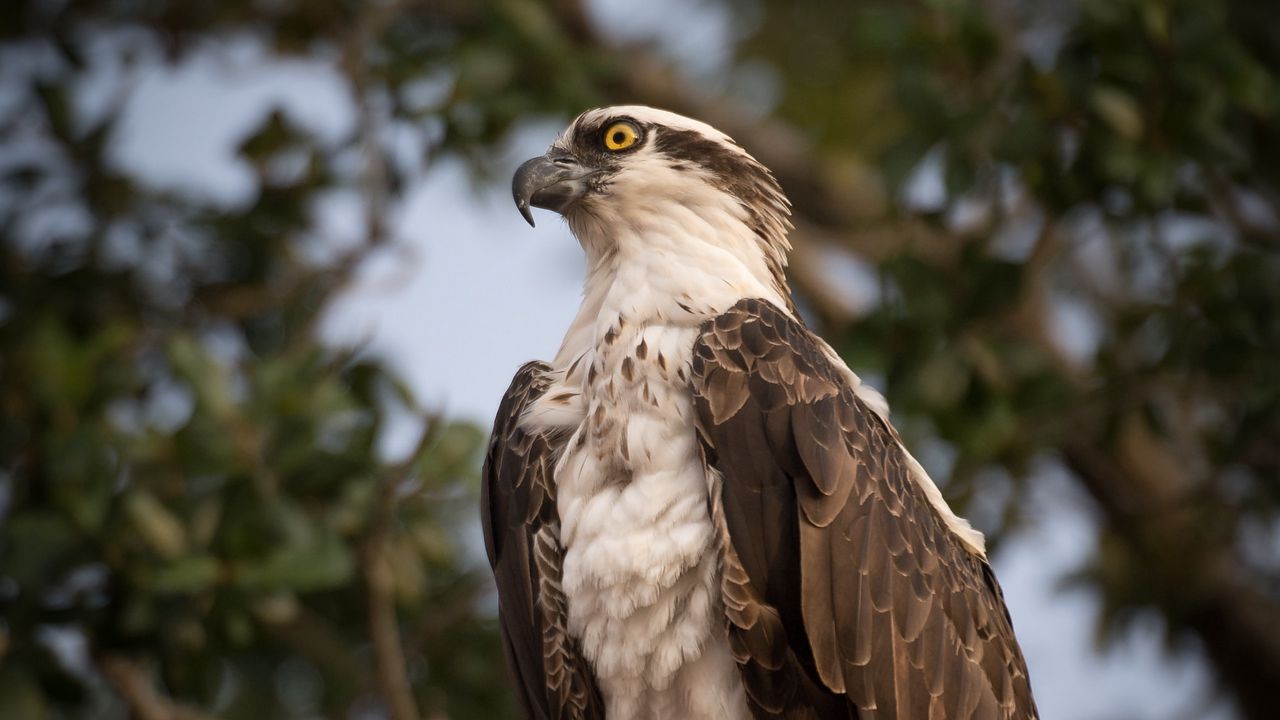 Wallpaper osprey, bird, predator, glance