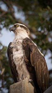 Preview wallpaper osprey, bird, predator, glance