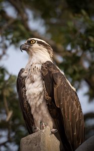 Preview wallpaper osprey, bird, predator, glance