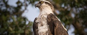 Preview wallpaper osprey, bird, predator, glance