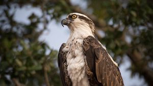 Preview wallpaper osprey, bird, predator, glance