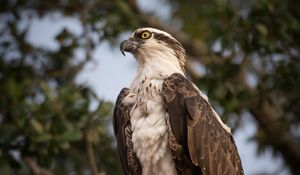 Preview wallpaper osprey, bird, predator, glance