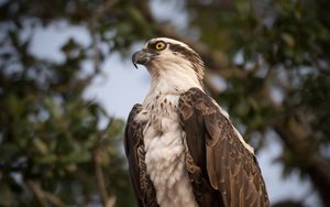 Preview wallpaper osprey, bird, predator, glance