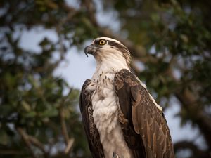 Preview wallpaper osprey, bird, predator, glance
