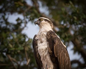 Preview wallpaper osprey, bird, predator, glance