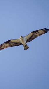 Preview wallpaper osprey, bird, sky, flight