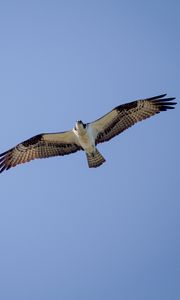 Preview wallpaper osprey, bird, sky, flight