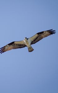 Preview wallpaper osprey, bird, sky, flight