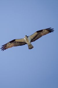 Preview wallpaper osprey, bird, sky, flight
