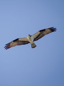 Preview wallpaper osprey, bird, sky, flight