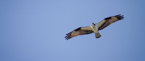 Preview wallpaper osprey, bird, sky, flight