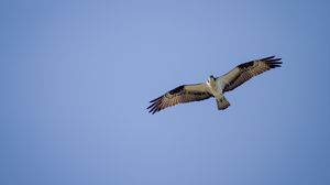 Preview wallpaper osprey, bird, sky, flight