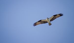 Preview wallpaper osprey, bird, sky, flight