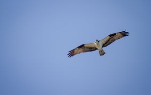 Preview wallpaper osprey, bird, sky, flight