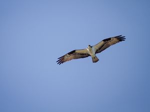 Preview wallpaper osprey, bird, sky, flight