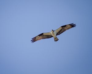 Preview wallpaper osprey, bird, sky, flight
