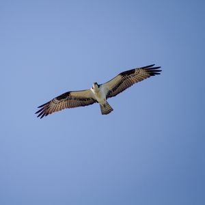 Preview wallpaper osprey, bird, sky, flight