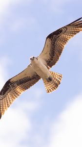 Preview wallpaper osprey, bird, sky, flight, bottom view