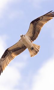 Preview wallpaper osprey, bird, sky, flight, bottom view