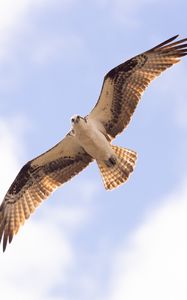 Preview wallpaper osprey, bird, sky, flight, bottom view