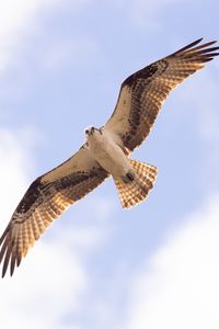 Preview wallpaper osprey, bird, sky, flight, bottom view