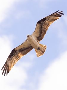 Preview wallpaper osprey, bird, sky, flight, bottom view