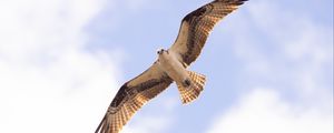 Preview wallpaper osprey, bird, sky, flight, bottom view