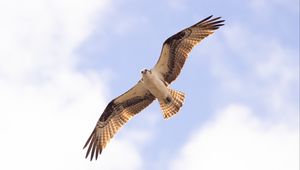 Preview wallpaper osprey, bird, sky, flight, bottom view