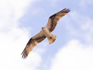 Preview wallpaper osprey, bird, sky, flight, bottom view