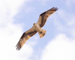 Preview wallpaper osprey, bird, sky, flight, bottom view