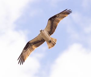 Preview wallpaper osprey, bird, sky, flight, bottom view