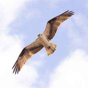 Preview wallpaper osprey, bird, sky, flight, bottom view