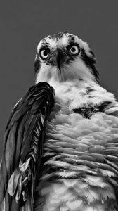Preview wallpaper osprey, eagle, bird, feathers, black and white