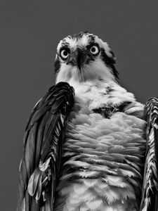 Preview wallpaper osprey, eagle, bird, feathers, black and white