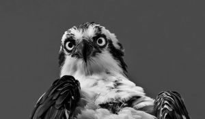 Preview wallpaper osprey, eagle, bird, feathers, black and white