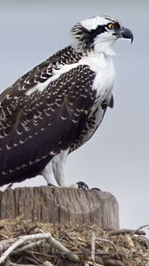Preview wallpaper osprey, predator, birds, nest, wings, feathers