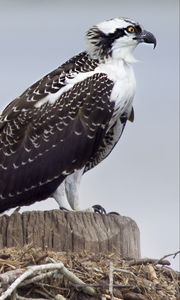 Preview wallpaper osprey, predator, birds, nest, wings, feathers