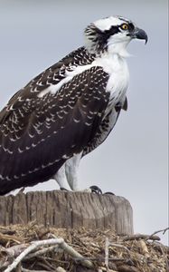 Preview wallpaper osprey, predator, birds, nest, wings, feathers