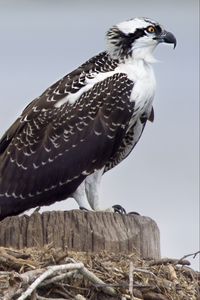 Preview wallpaper osprey, predator, birds, nest, wings, feathers