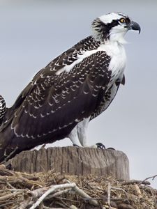 Preview wallpaper osprey, predator, birds, nest, wings, feathers