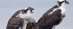 Preview wallpaper osprey, predator, birds, nest, wings, feathers