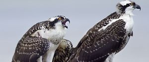 Preview wallpaper osprey, predator, birds, nest, wings, feathers