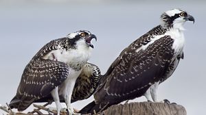 Preview wallpaper osprey, predator, birds, nest, wings, feathers